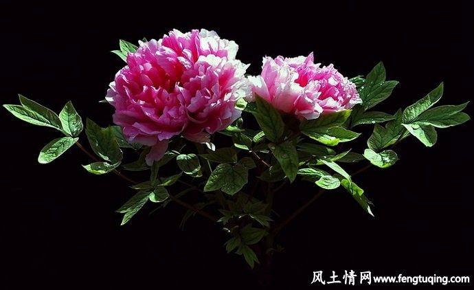 传说着“洛阳牡丹甲天下”的佳话_民间传说【风土情网】 传说着“洛阳牡丹甲天下”的佳话_民间传说【风土情网】