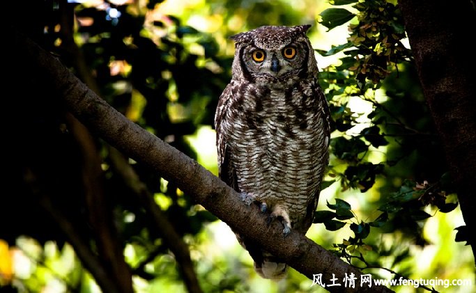 猫头鹰的故事_格林童话【风土情网】 猫头鹰的故事_格林童话【风土情网】