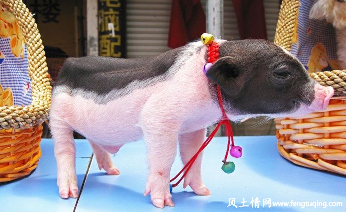 美丽的小猪_公主童话【风土情网】 美丽的小猪_公主童话【风土情网】
