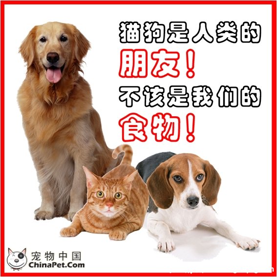 香港禁止吃狗肉_生活习惯【风土情网】 香港禁止吃狗肉_生活习惯【风土情网】