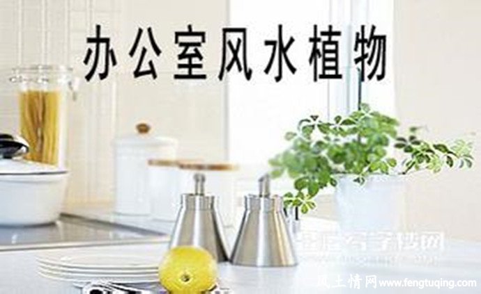 办公室里的植物与风水_风水宝地【风土情网】 办公室里的植物与风水_风水宝地【风土情网】