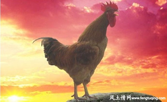 公鸡啼鸣,传说_民间传说【风土情网】 公鸡啼鸣,传说_民间传说【风土情网】
