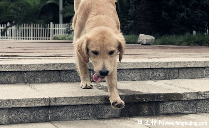 宝石狗的故事_公方童话【风土情网 】 宝石狗的故事_公方童话【风土情网 】