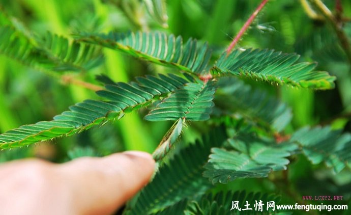 含羞草由来的七界传说_仙界传说【风土情网】 含羞草由来的七界传说_仙界传说【风土情网】