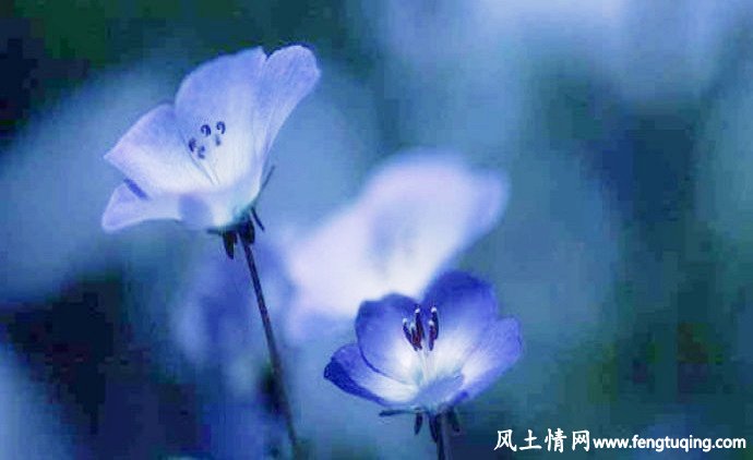 有魔力的玫魂花_公主童话【风土情网】 有魔力的玫魂花_公主童话【风土情网】