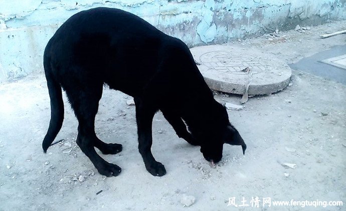 七界传说"黑狗血能辟邪"_魔界传说【风土情网】 七界传说"黑狗血能辟邪"_魔界传说【风土情网】