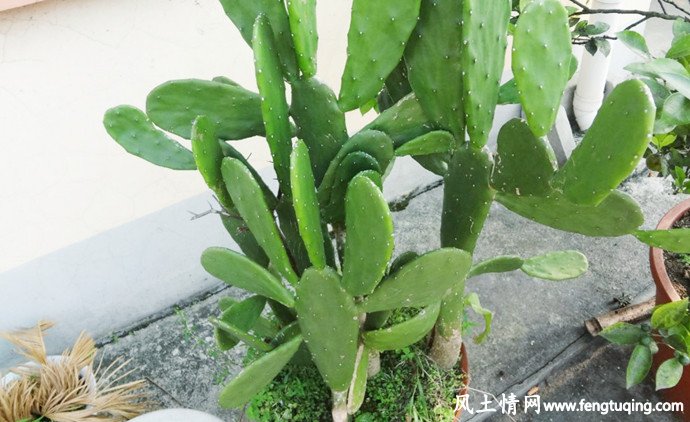 阳台养花与风水讲究_住宅风水【风土情网】 阳台养花与风水讲究_住宅风水【风土情网】