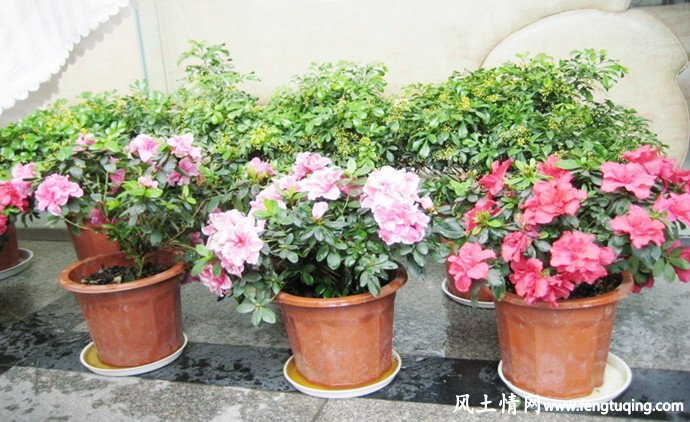 阳台养花与风水讲究_住宅风水【风土情网】 阳台养花与风水讲究_住宅风水【风土情网】
