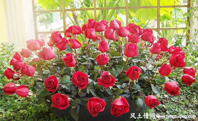 阳台养花与风水讲究_住宅风水【风土情网】 阳台养花与风水讲究_住宅风水【风土情网】