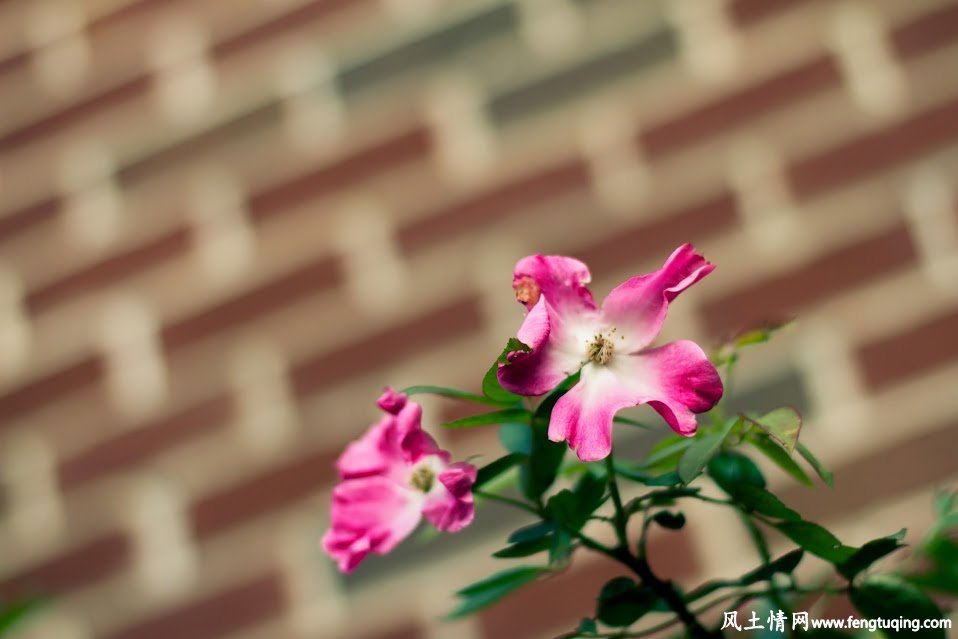 不懂人情世故是最大的悲哀_风土人情-【风土情网】 不懂人情世故是最大的悲哀_风土人情-【风土情网】