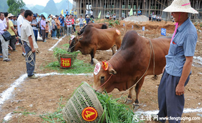 牛魂节的民间风俗_民间风俗【风土情网】 牛魂节的民间风俗_民间风俗【风土情网】