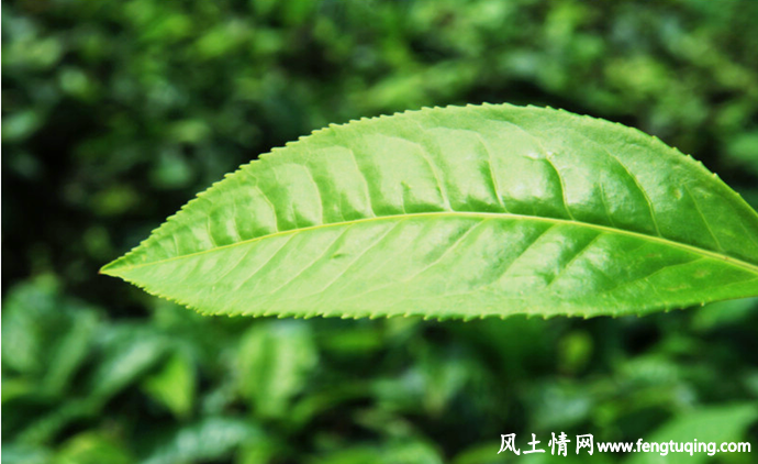 "龙井茶"的祖宗_民间故事【风土情网】 "龙井茶"的祖宗_民间故事【风土情网】